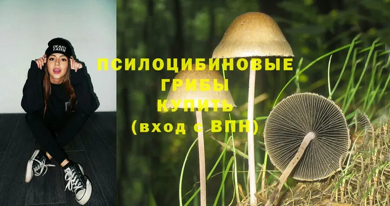 Галлюциногенные грибы Psilocybine cubensis  где продают   Кизляр 